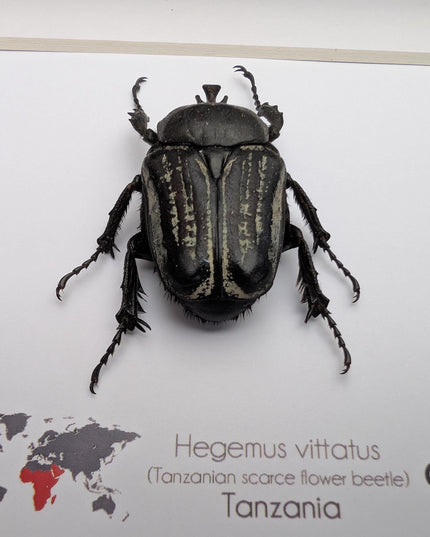 Framed Hegemus vittatus male, striped flower chafer beetle, taxidermy beetle, frame 6"x6"