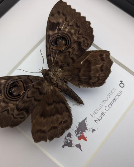 Framed owl-moth taxidermy Erebus macrops: ethically sourced entomology art