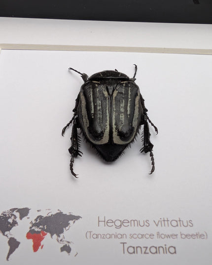 Framed Hegemus vittatus female, striped flower chafer beetle, taxidermy beetle,  6"x6"