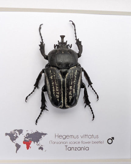 Framed Hegemus vittatus male, striped flower chafer beetle, taxidermy beetle, frame 6"x6"