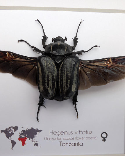 Framed Hegemus vittatus female, wings open, striped flower chafer beetle, taxidermy beetle,  6"x6"