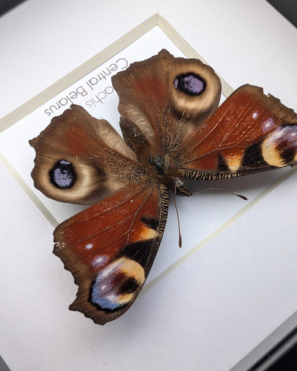 Framed european peacock butterfly: entomology wall art (4" x 4")
