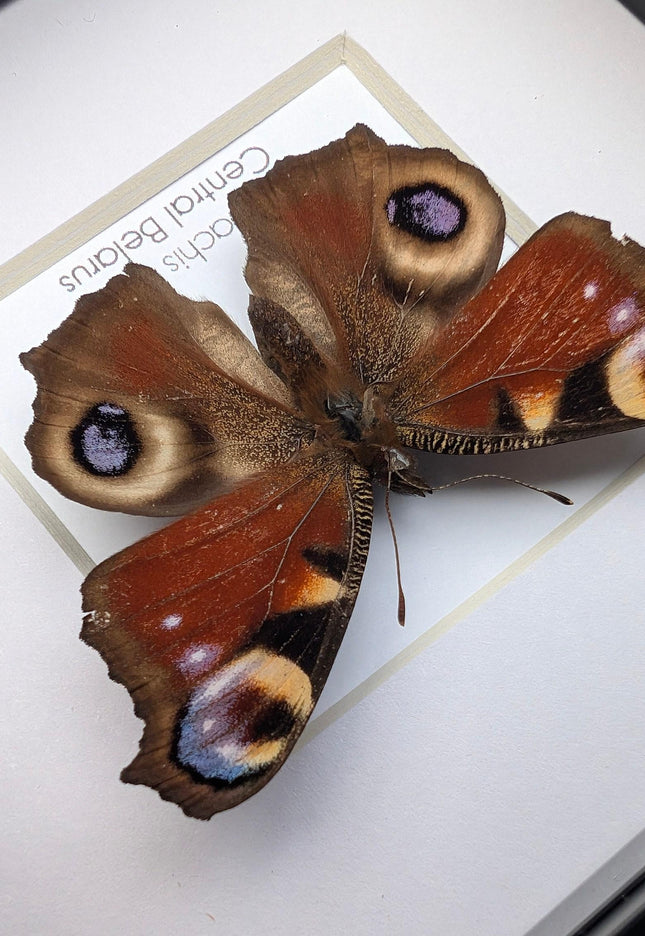 Framed european peacock butterfly: entomology wall art (4" x 4")