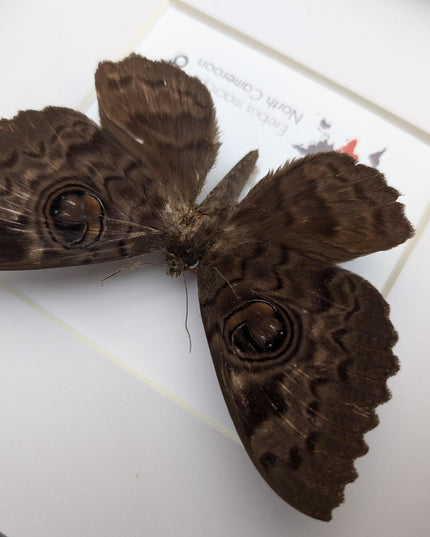 Framed owl-moth taxidermy Erebus macrops: ethically sourced entomology art