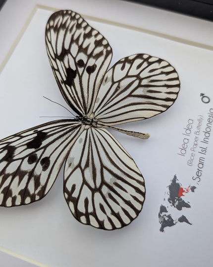 Framed Rice Paper Butterfly, Black and White Entomology Display (8x8 inches)