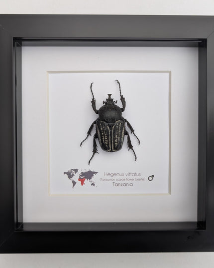 Framed Hegemus vittatus male, striped flower chafer beetle, taxidermy beetle, frame 6"x6"