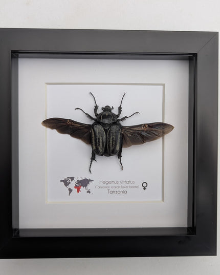 Framed Hegemus vittatus female, wings open, striped flower chafer beetle, taxidermy beetle,  6"x6"