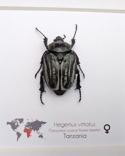 Framed Hegemus vittatus female, striped flower chafer beetle, taxidermy beetle,  6"x6"