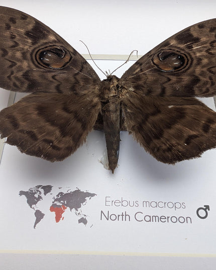 Framed owl-moth taxidermy Erebus macrops: ethically sourced entomology art