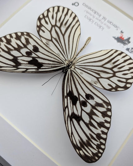 Framed Rice Paper Butterfly, Black and White Entomology Display (8x8 inches)