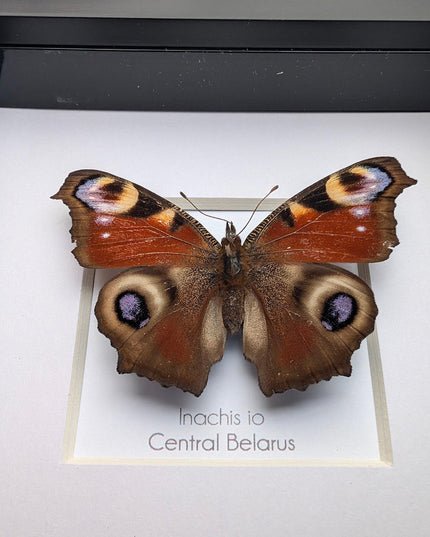 Framed european peacock butterfly: entomology wall art (4" x 4")
