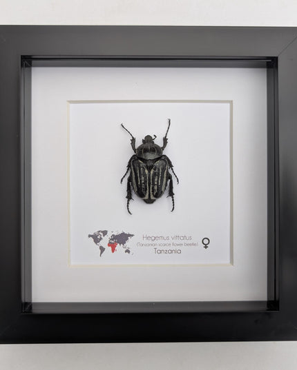 Framed Hegemus vittatus female, striped flower chafer beetle, taxidermy beetle,  6"x6"