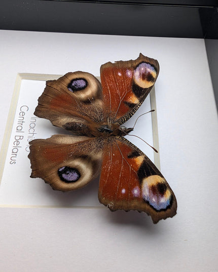 Framed european peacock butterfly: entomology wall art (4" x 4")