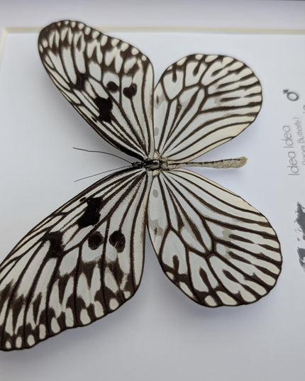 Framed Rice Paper Butterfly, Black and White Entomology Display (8x8 inches)