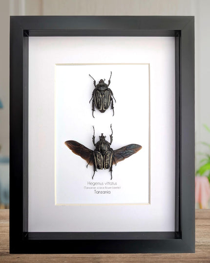 Framed Hegemus vittatus pair, striped flower chafer beetle, taxidermy beetle, frame 8"x10"