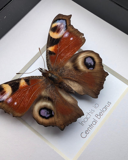 Framed european peacock butterfly: entomology wall art (4" x 4")