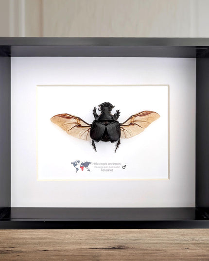 Framed Heliocopris andersoni wings opened, Anderson’s giant dung beetle, taxidermy beetle, frame 10"x8"