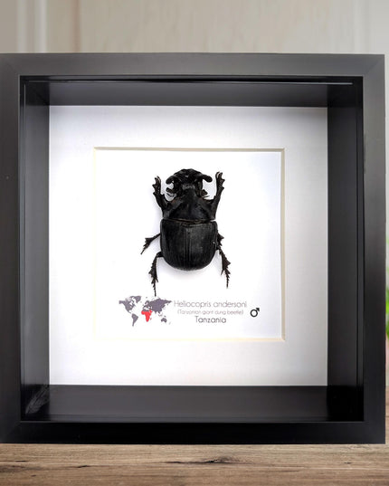 Framed Heliocopris andersoni, Anderson’s giant dung beetle, taxidermy beetle, frame 6"x6"