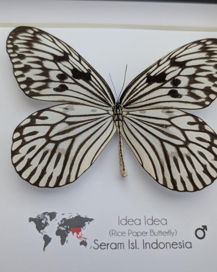 Framed Rice Paper Butterfly, Black and White Entomology Display (8x8 inches)