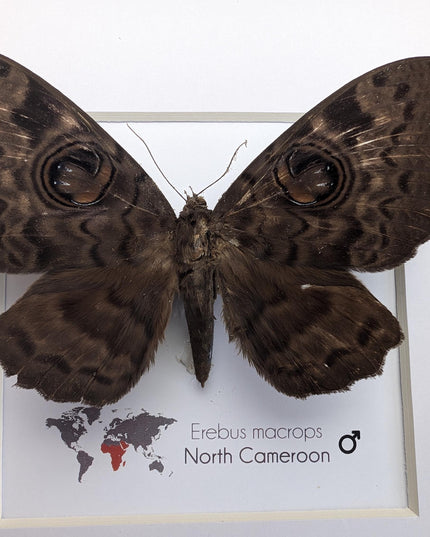 Framed owl-moth taxidermy Erebus macrops: ethically sourced entomology art