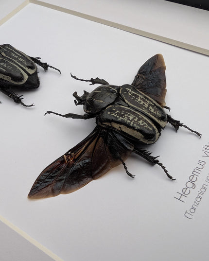 Framed Hegemus vittatus pair, striped flower chafer beetle, taxidermy beetle, frame 8"x10"