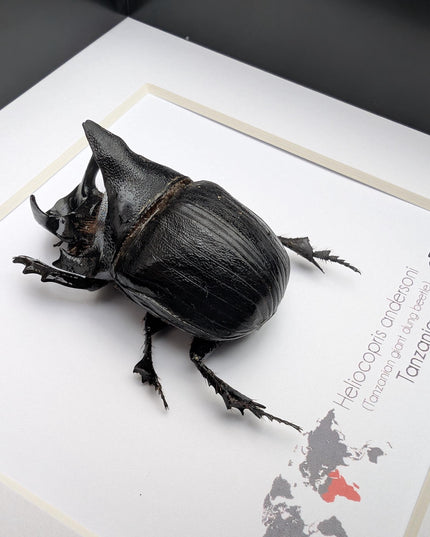 Framed Heliocopris andersoni, Anderson’s giant dung beetle, taxidermy beetle, frame 6"x6"