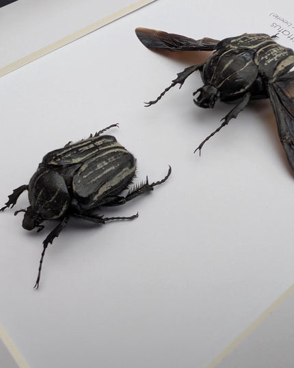 Framed Hegemus vittatus pair, striped flower chafer beetle, taxidermy beetle, frame 8"x10"