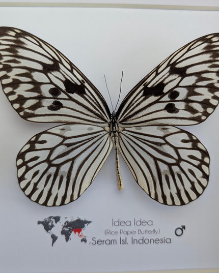 Framed Rice Paper Butterfly, Black and White Entomology Display (8x8 inches)