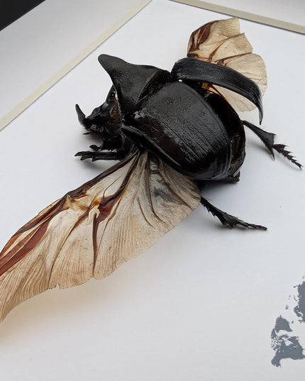 Framed Heliocopris andersoni wings opened, Anderson’s giant dung beetle, taxidermy beetle, frame 10"x8"