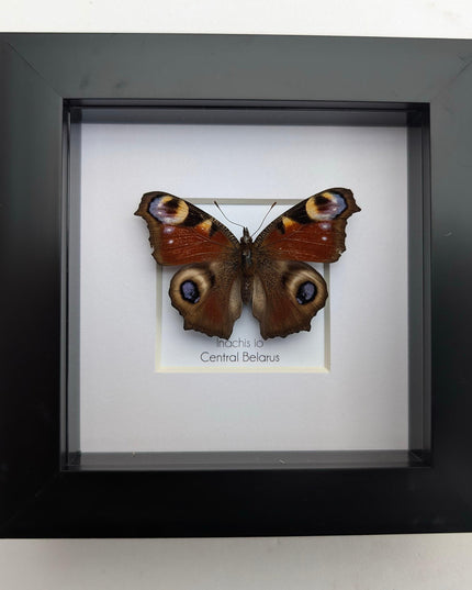 Framed european peacock butterfly: entomology wall art (4" x 4")