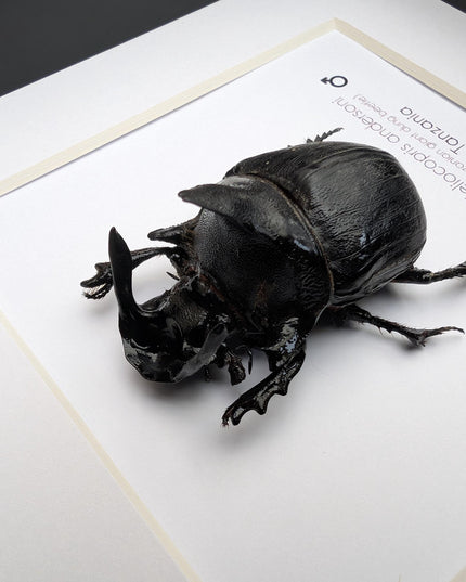Framed Heliocopris andersoni, Anderson’s giant dung beetle, taxidermy beetle, frame 6"x6"