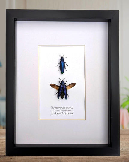 Framed Chrysochroa fulminans pair, Violet rainbow jewel beetle, taxidermy beetle, frame 8"x10"