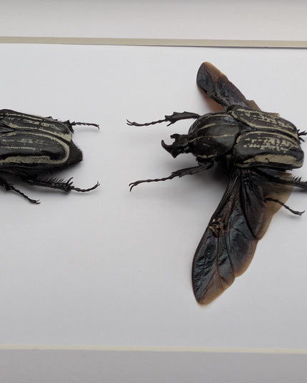 Framed Hegemus vittatus pair, striped flower chafer beetle, taxidermy beetle, frame 8"x10"