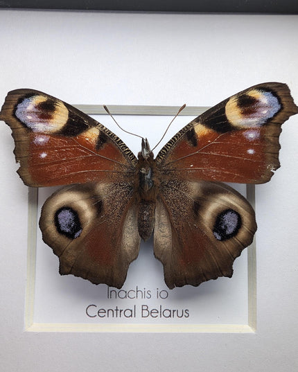 Framed european peacock butterfly: entomology wall art (4" x 4")