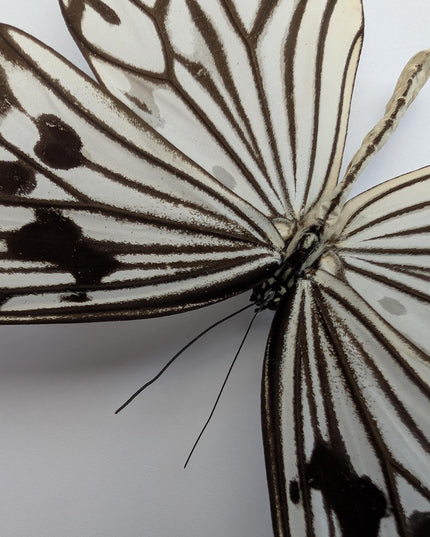 Framed Rice Paper Butterfly, Black and White Entomology Display (8x8 inches)