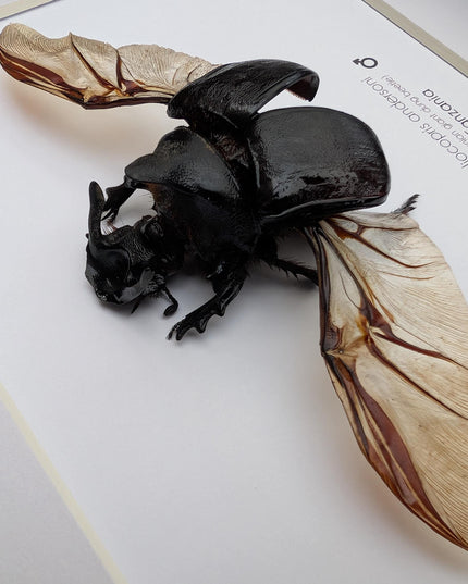 Framed Heliocopris andersoni wings opened, Anderson’s giant dung beetle, taxidermy beetle, frame 10"x8"