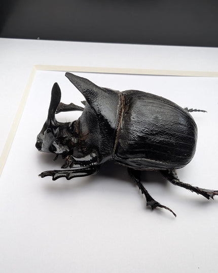 Framed Heliocopris andersoni, Anderson’s giant dung beetle, taxidermy beetle, frame 6"x6"