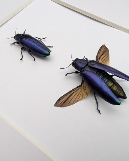 Framed Chrysochroa fulminans pair, Violet rainbow jewel beetle, taxidermy beetle, frame 8"x10"