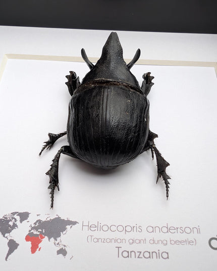 Framed Heliocopris andersoni, Anderson’s giant dung beetle, taxidermy beetle, frame 6"x6"