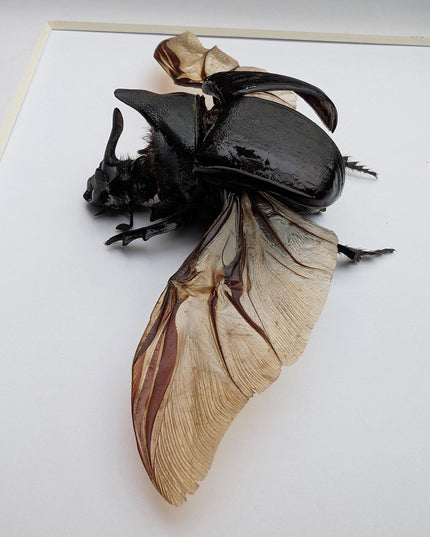 Framed Heliocopris andersoni wings opened, Anderson’s giant dung beetle, taxidermy beetle, frame 10"x8"