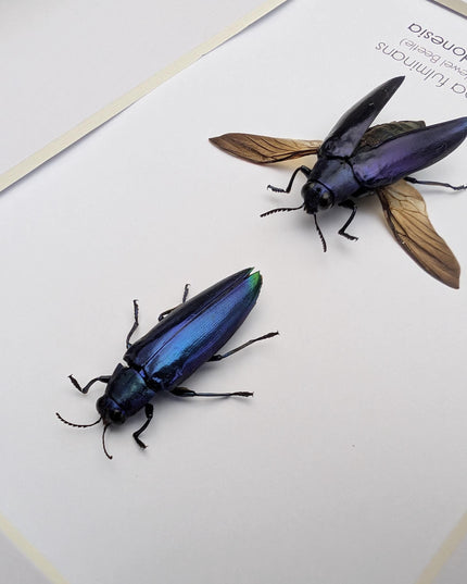 Framed Chrysochroa fulminans pair, Violet rainbow jewel beetle, taxidermy beetle, frame 8"x10"