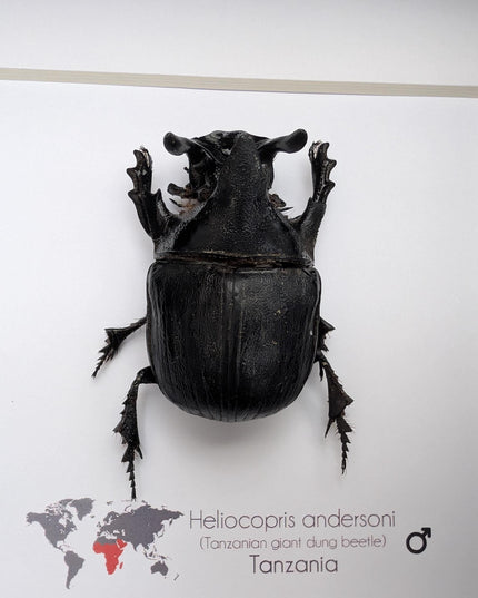 Framed Heliocopris andersoni, Anderson’s giant dung beetle, taxidermy beetle, frame 6"x6"