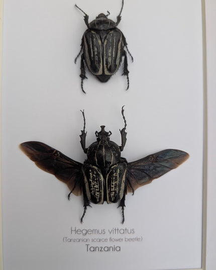 Framed Hegemus vittatus pair, striped flower chafer beetle, taxidermy beetle, frame 8"x10"