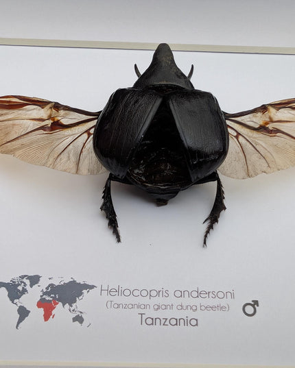 Framed Heliocopris andersoni wings opened, Anderson’s giant dung beetle, taxidermy beetle, frame 10"x8"