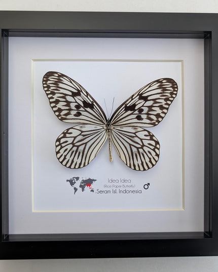 Framed Rice Paper Butterfly, Black and White Entomology Display (8x8 inches)