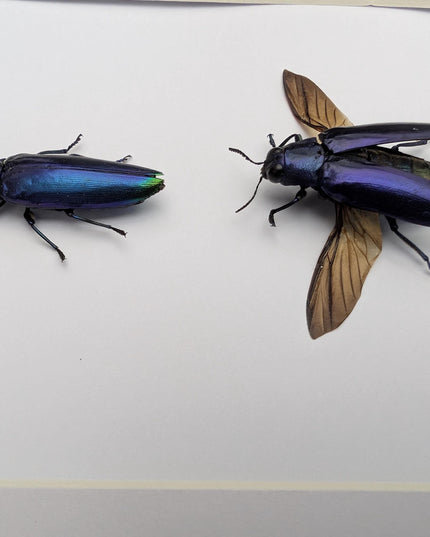 Framed Chrysochroa fulminans pair, Violet rainbow jewel beetle, taxidermy beetle, frame 8"x10"
