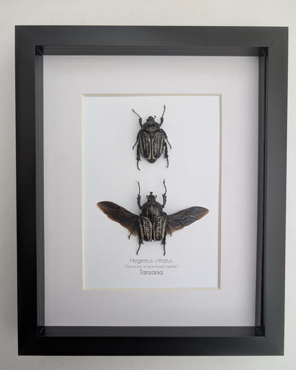 Framed Hegemus vittatus pair, striped flower chafer beetle, taxidermy beetle, frame 8"x10"