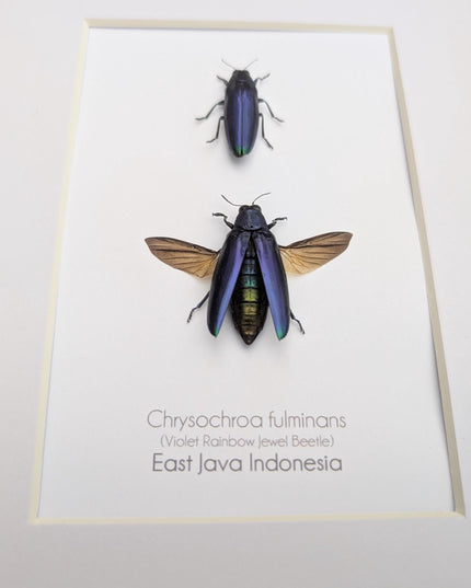 Framed Chrysochroa fulminans pair, Violet rainbow jewel beetle, taxidermy beetle, frame 8"x10"
