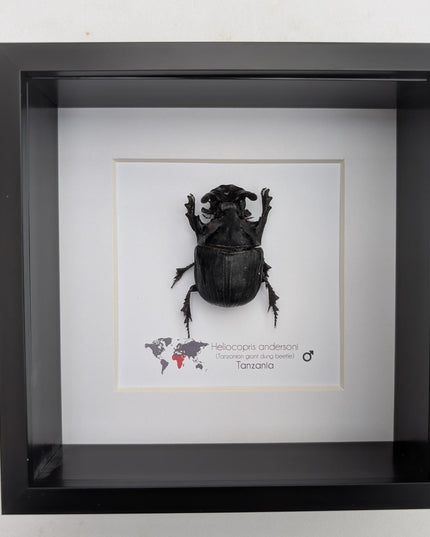 Framed Heliocopris andersoni, Anderson’s giant dung beetle, taxidermy beetle, frame 6"x6"