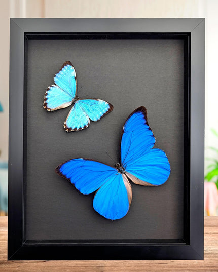 Framed Blue Morpho Butterfly Taxidermy, Brazil, Entomology Display (8x10 inches)